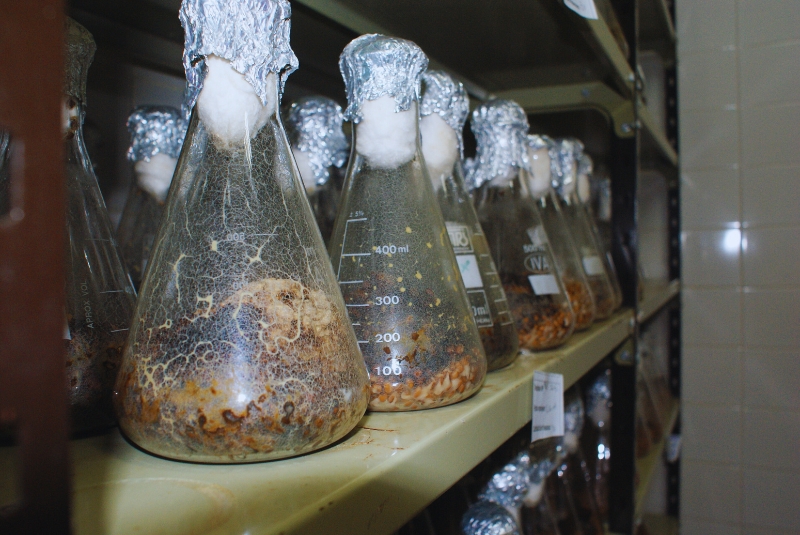 Promueven un biocontrolador para el manejo de la principal plaga de pinos adultos