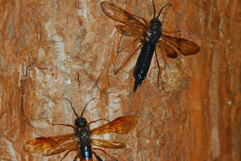 Promueven un biocontrolador para el manejo de la principal plaga de pinos adultos 1 2 - abispas montecarlo 3 - 1