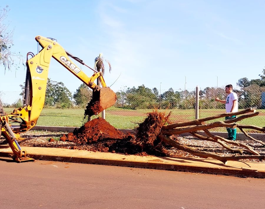 Relocalizaron 12 árboles en la parte exterior del Parque de la ciudad