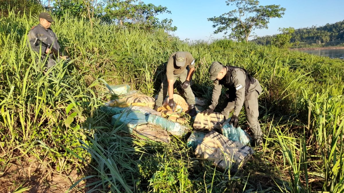 gendarmes incautan mas de una tonelada y media de marihuana en zona montuosa 4 - 5
