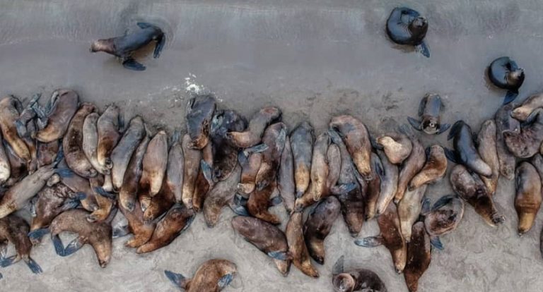 Hallaron muertos a una decena de lobos marinos en Necochea: podría ser un brote de gripe aviar