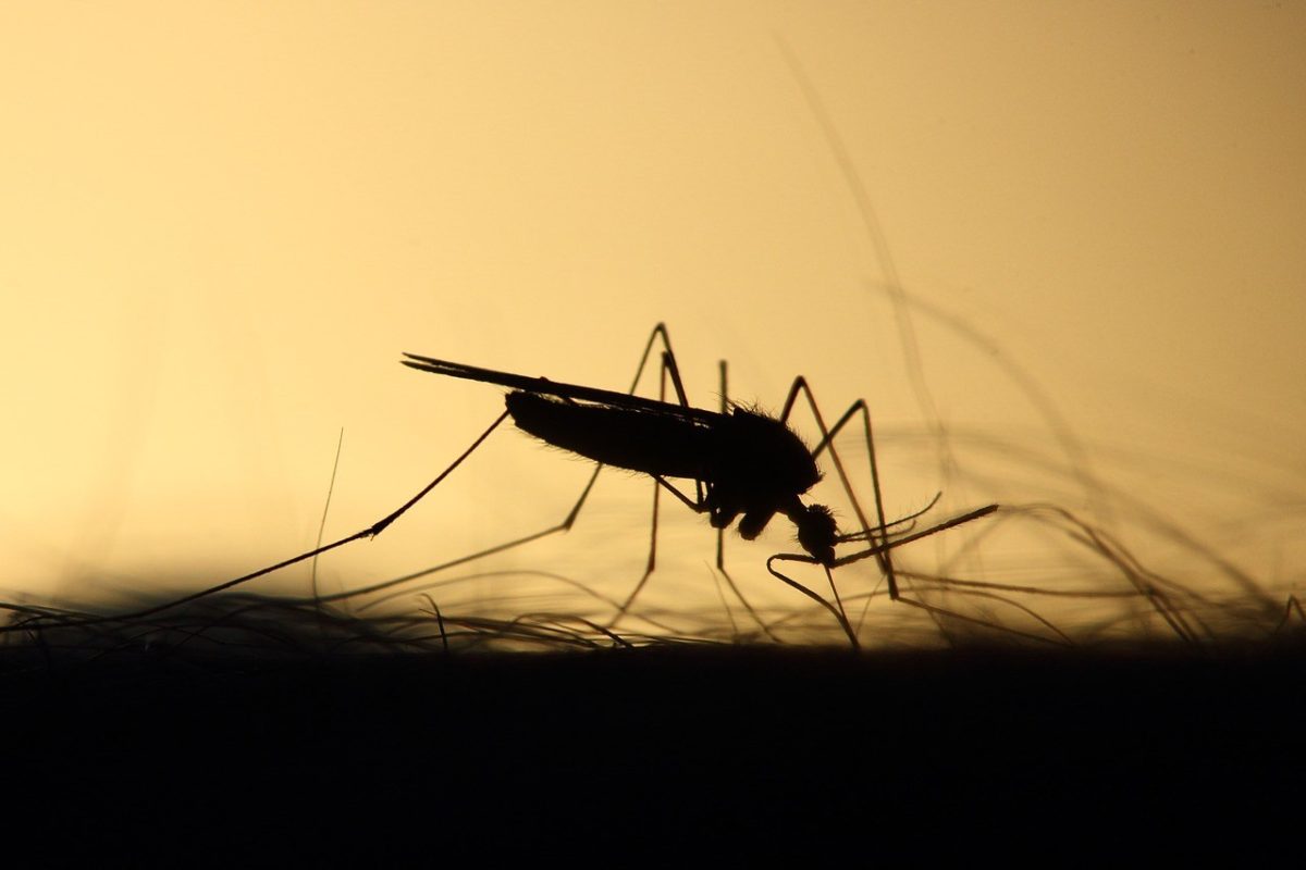 mosquito-fiebre-amarilla
