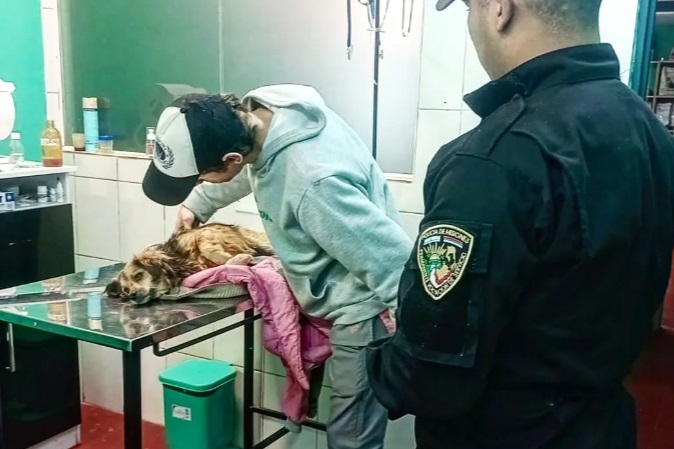 Policías asistieron a un perro que fue atropellado y abandonado en una parada de Eldorado