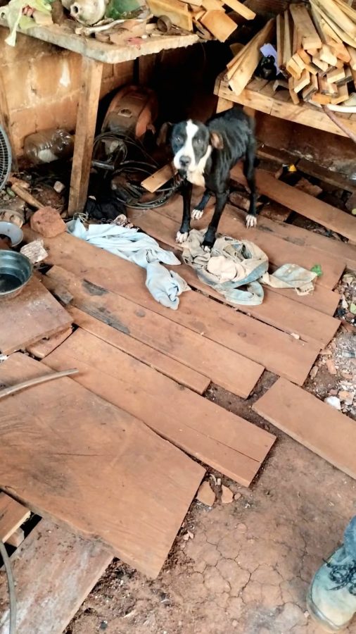 policia rescate animales 1 - 5