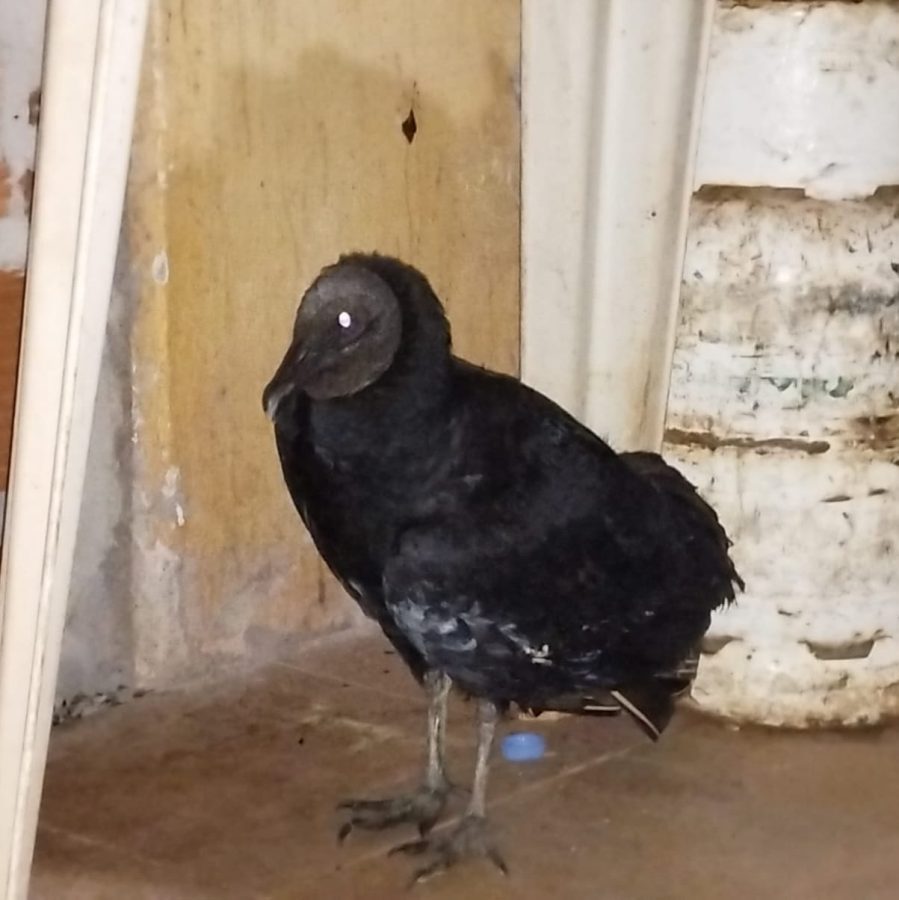 policia rescate animales 5 - 7