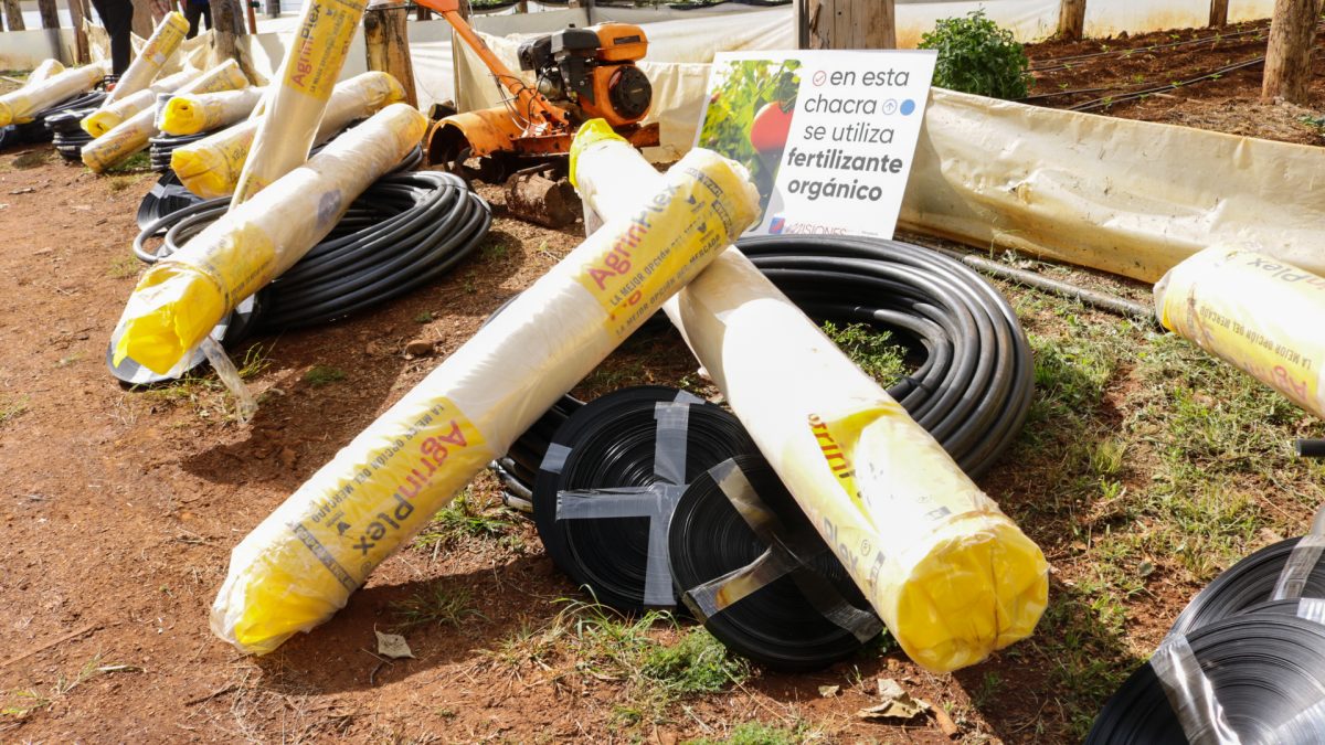 produccion de frutilla 2 - 1