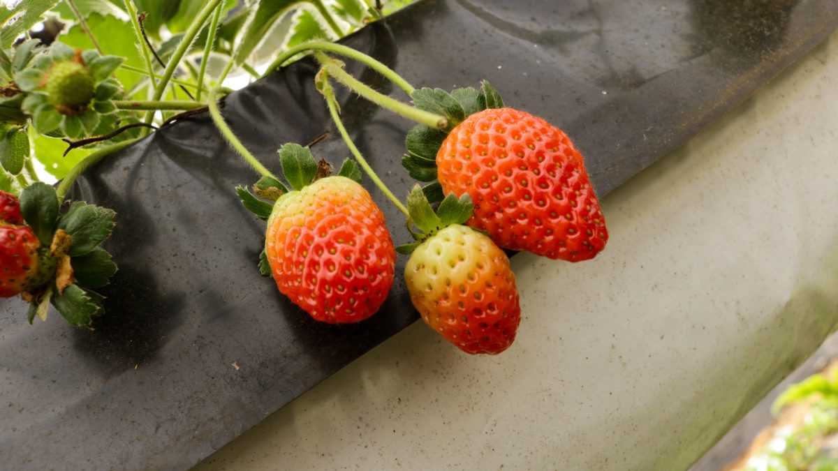 produccion de frutilla 3 - 3