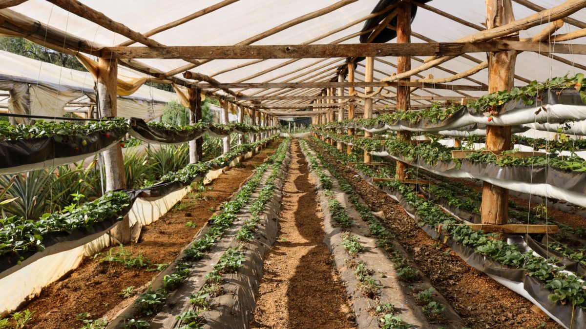 produccion de frutilla 5 - 7