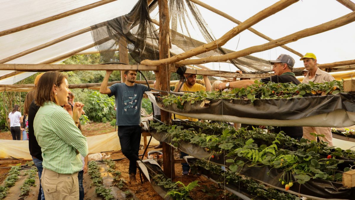 produccion de frutilla 6 - 9