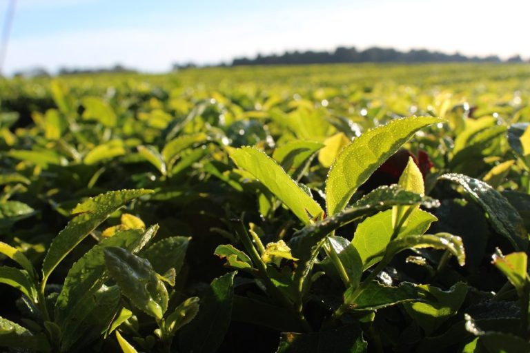 Misiones apunta a obtener la indicación geográfica del té argentino para fortalecer al sector