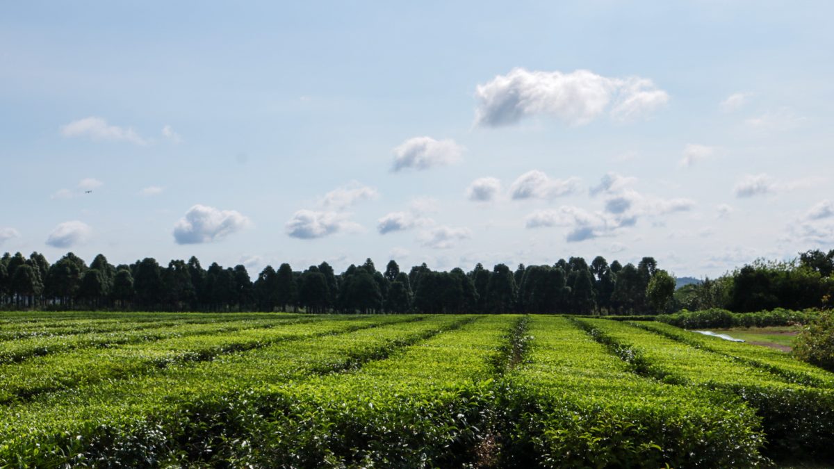 Misiones apunta a obtener la indicación geográfica del té argentino para fortalecer al sector