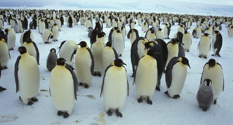 Gripe aviar: advierten sobre el grave impacto que podría tener si llega a la Antártida