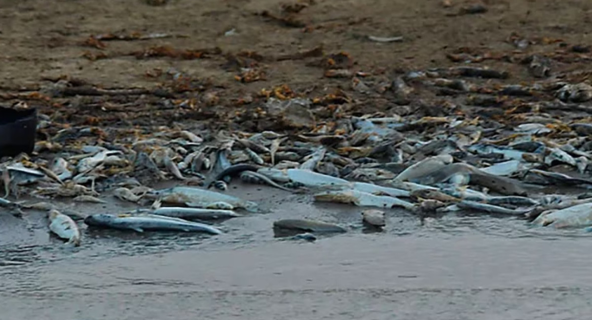 DELFINES MUERTOS - 1