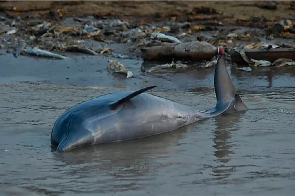 Más de 100 delfines muertos en la Amazonía brasileña por la ola de calor