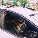 Se duplicaron los requerimientos al 911 para el rescate de mascotas y animales en extinción 5 10 - IMG 20230910 WA0006 - 9