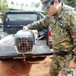 Se duplicaron los requerimientos al 911 para el rescate de mascotas y animales en extinción 8 16 - IMG 20230910 WA0008 - 15