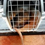 Se duplicaron los requerimientos al 911 para el rescate de mascotas y animales en extinción 4 8 - IMG 20230910 WA0014 - 7