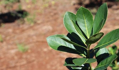 Misiones se pocisiona como líder en producción de yerba orgánica