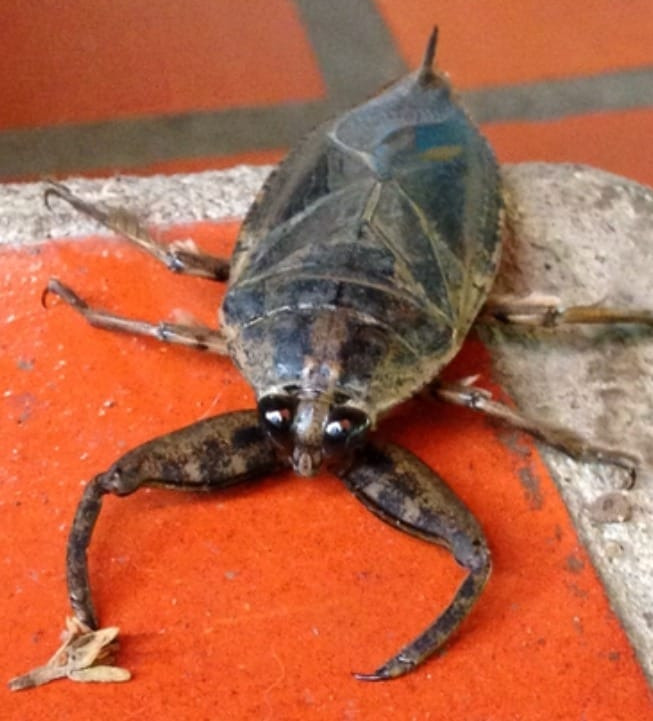 Recomendaciones para prevenir y actuar ante la aparición de chinches acuáticas