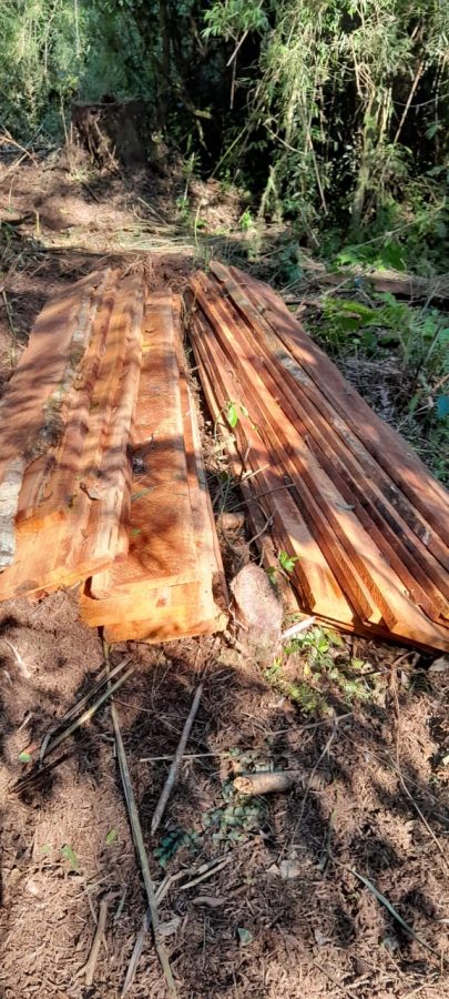 Gendarmería detectó apeo ilegal de madera nativa en El Soberbio 4 8 - apeo ilegal el soberbio 1 - 7