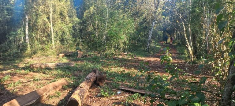 Gendarmería detectó apeo ilegal de madera nativa en El Soberbio