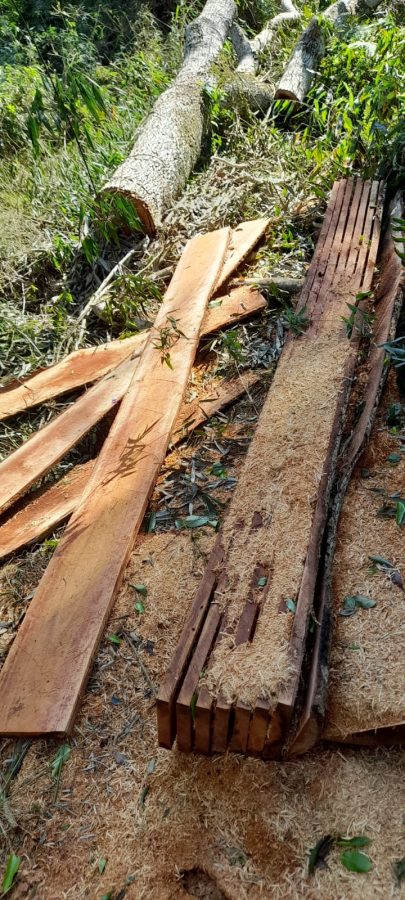 Gendarmería detectó apeo ilegal de madera nativa en El Soberbio 2 4 - apeo ilegal el soberbio 4 - 3