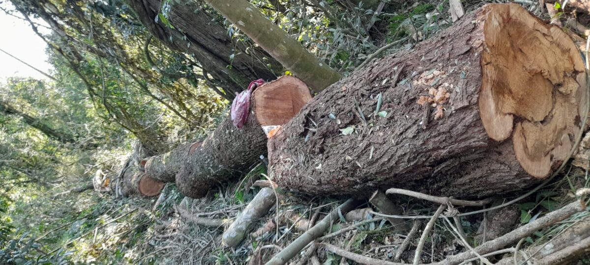 Gendarmería detectó apeo ilegal de madera nativa en El Soberbio 1 2 - apeo ilegal el soberbio 5 - 1