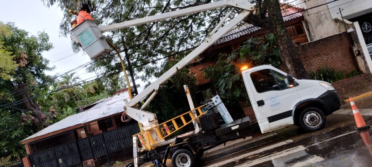 arboles caidos 1 - 1