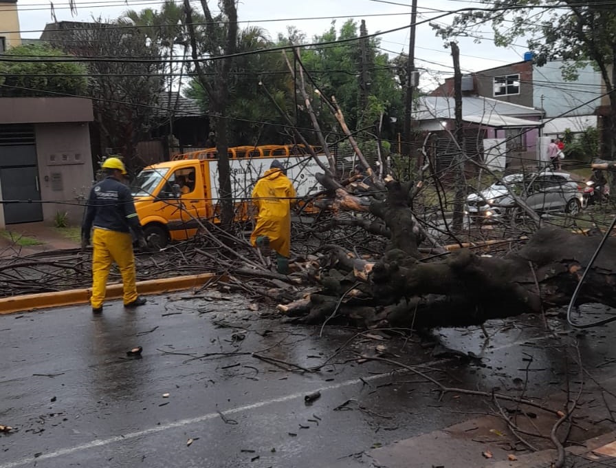 arboles caidos 3 - 5