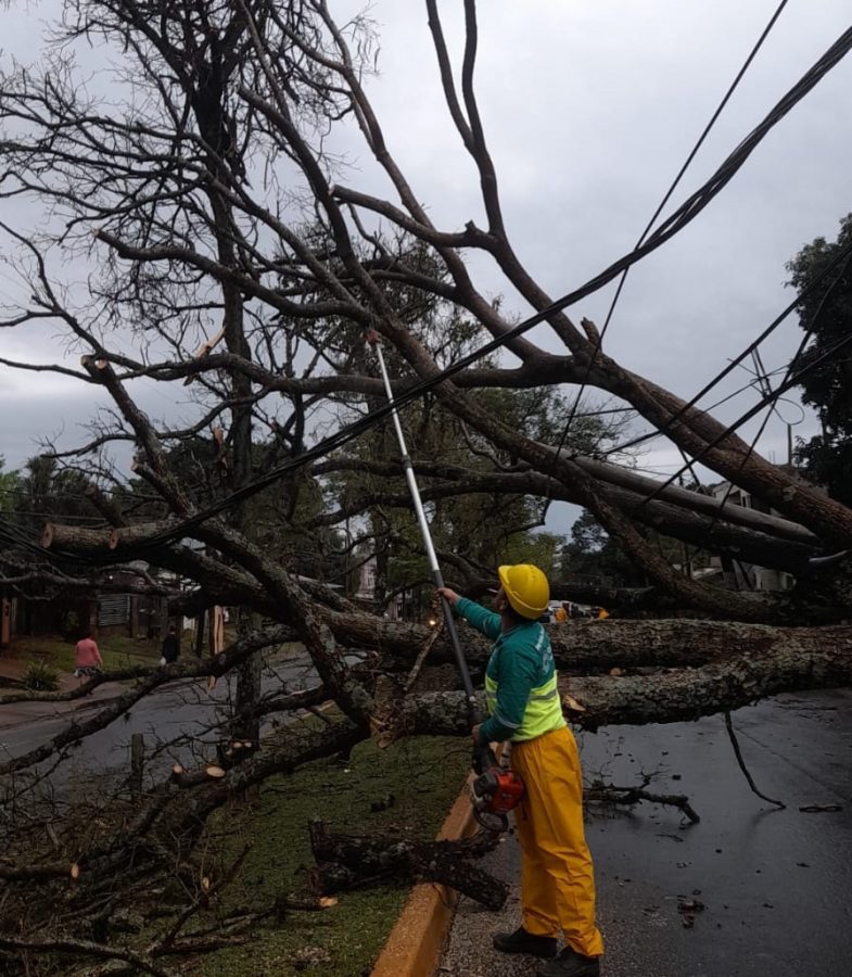 arboles caidos 4 - 7