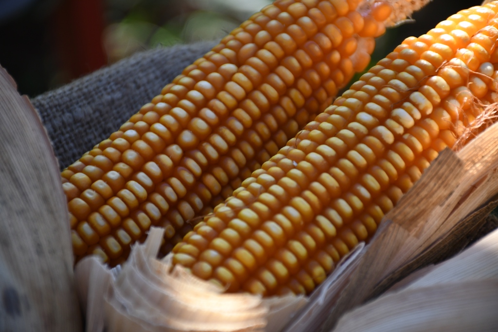 Presentaron "Bautista INTA", una variedad de maíz adaptado a las chacras misioneras