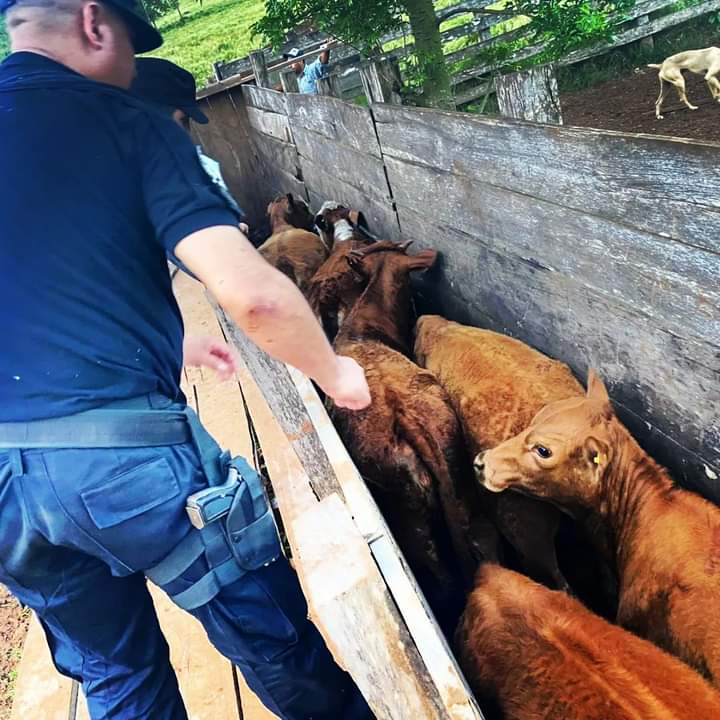 Policías recuperaron 27 cabezas de ganado robadas a un productor de Irigoyen 