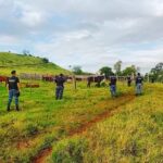 Policías recuperaron 27 cabezas de ganado robadas a un productor de Irigoyen 