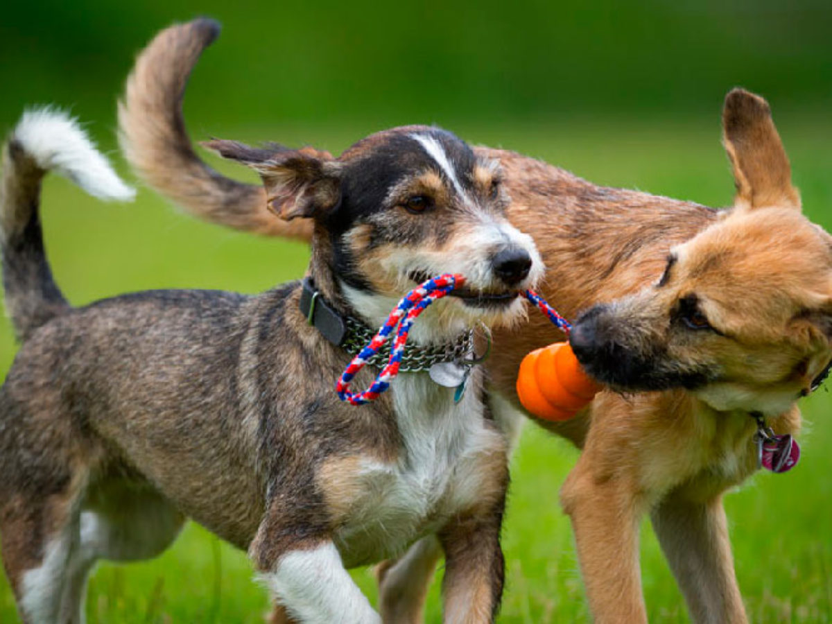 Posadas aprobó un proyecto de caniles recreativos para mascotas