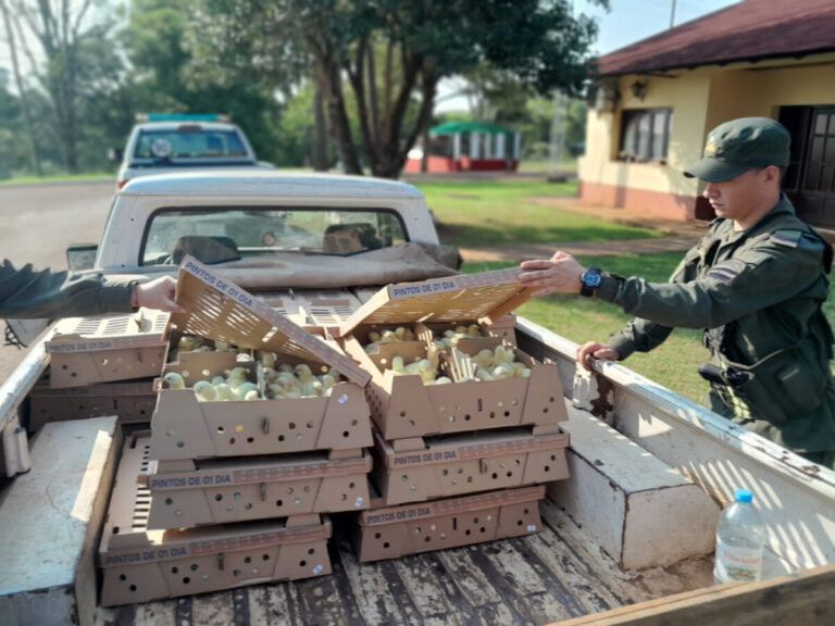 Incautaron 1.500 pollitos sin aval sanitario en Irigoyen