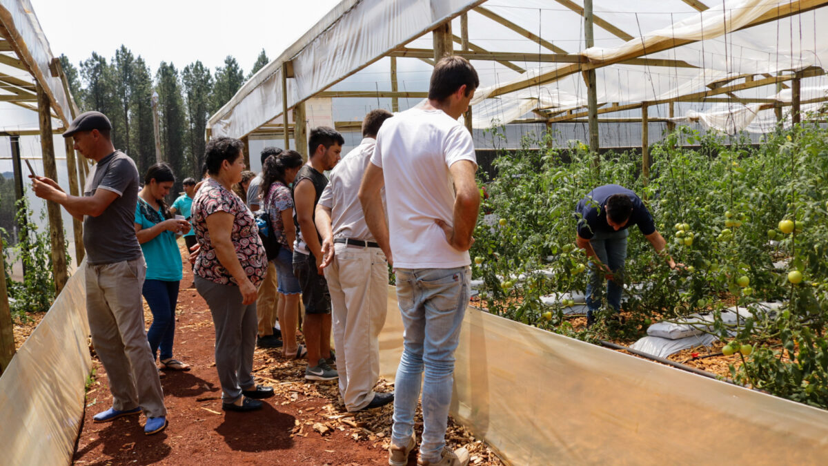 Se consolida el polo hortícola de la zona norte de Misiones