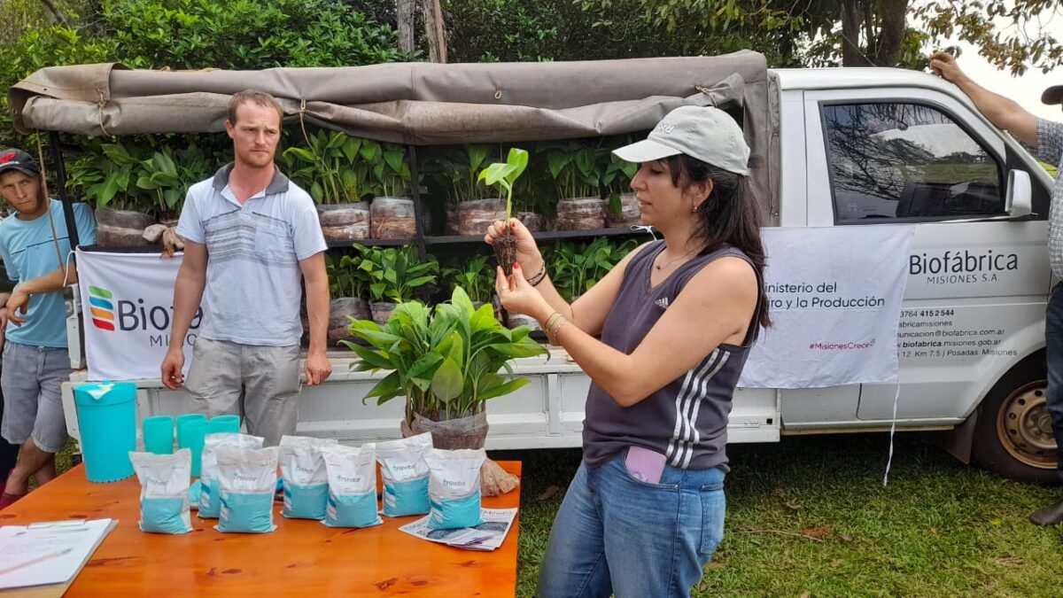 Productores recibieron 12.600 plantines de banano de alta calidad genética