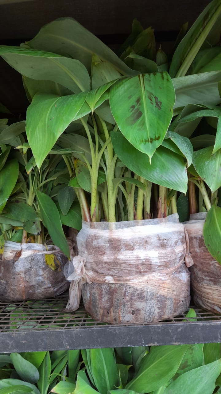 Productores recibieron 12.600 plantines de banano de alta calidad genética
