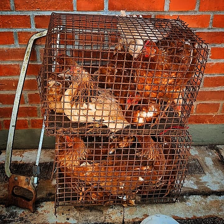 robo animales capiovi 2 - 1