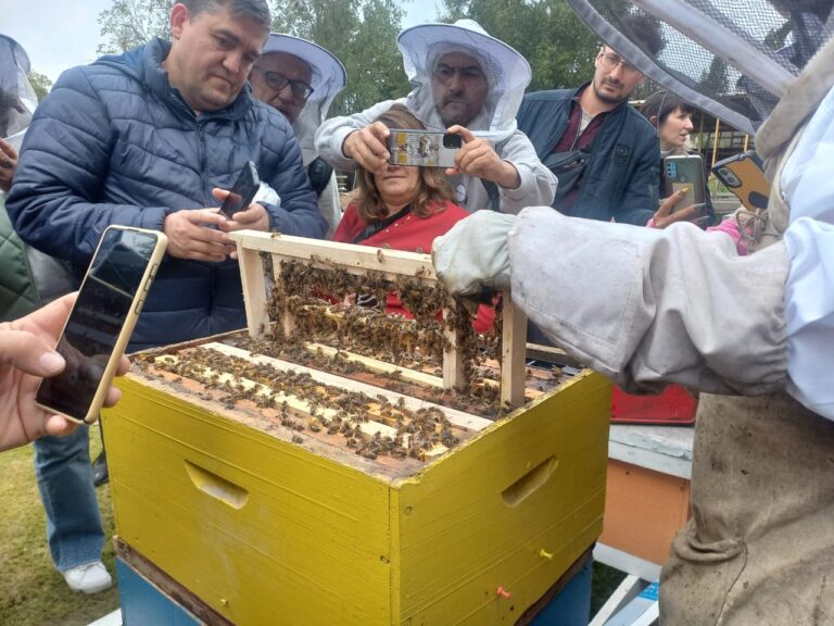 sector apicultura (3)