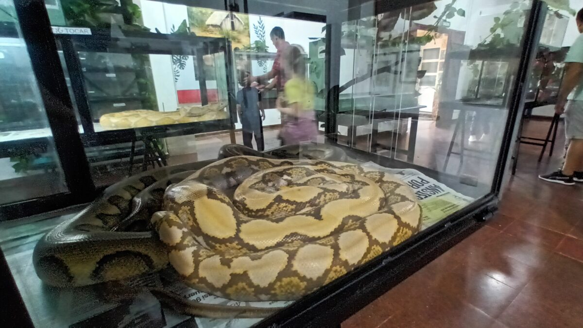El serpentario presente en la Fiesta Nacional del Inmigrante