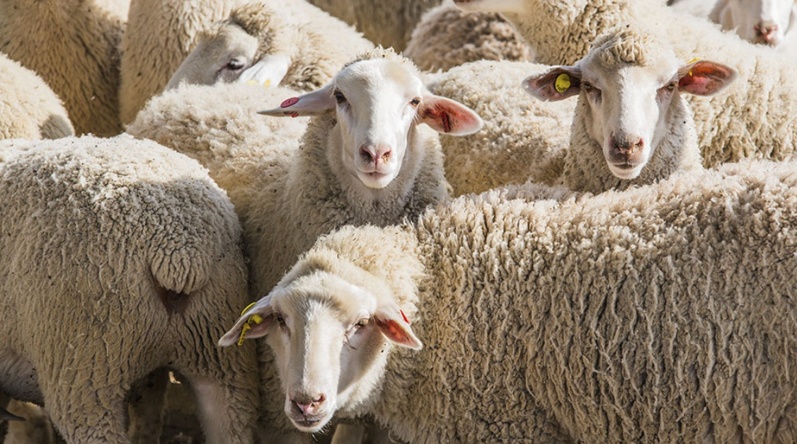 Acuerdo entre Argentina y China para la exportación de trigo, lana y productos bovinos