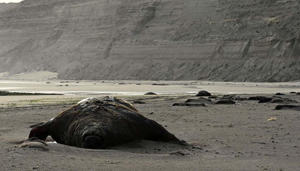 Crece la preocupación por "la extrema mortalidad" de crías de elefantes marinos