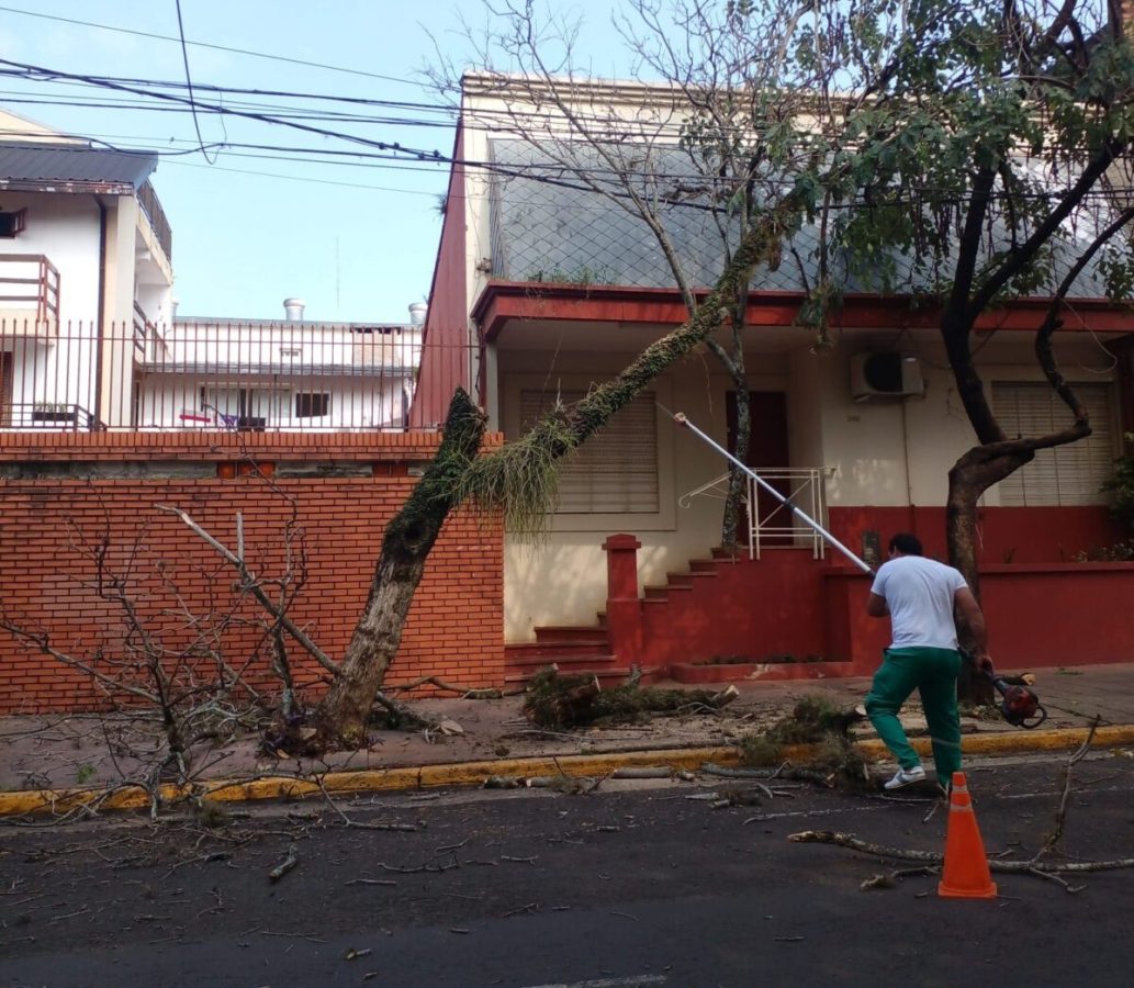 Hay más de 300 reportes de árboles caídos en Posadas y trabajan para recogerlos