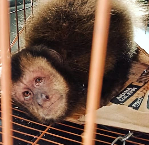 animales rescatados 1 - 7