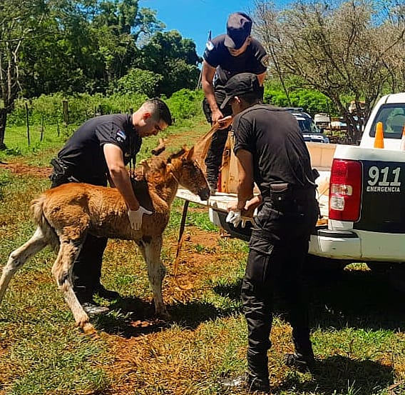 Policías salvaron a animales en situaciones de maltrato y cautiverio 5 10 - animales rescatados 2 - 9