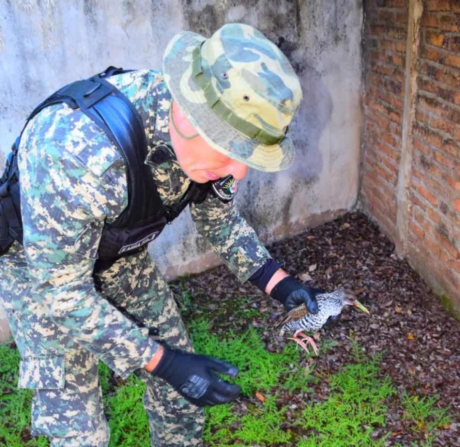 animales rescatados 3 - 1