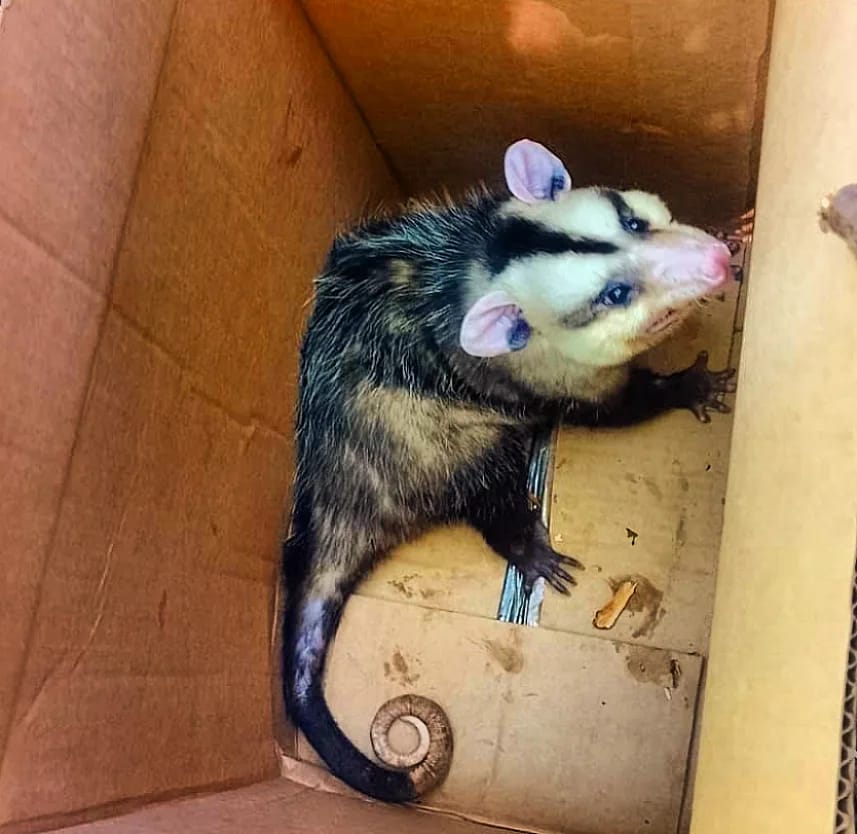 animales rescatados 4 - 3