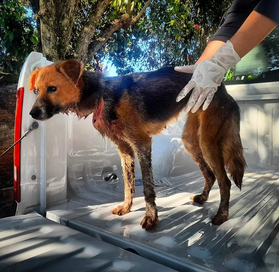 animales rescatados 5 - 5