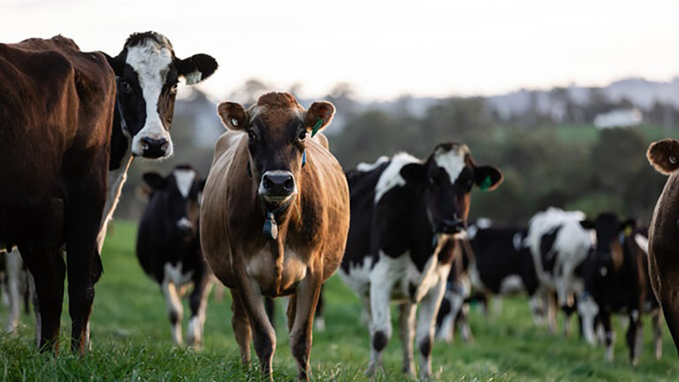 Afirman que consumir la mitad de carnes y lácteos podría reducir el 31% de las emisiones